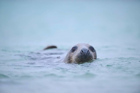 Grey seal (Halichoerus grypus) looking out of the water while swimming in the sea, Düne, Helgoland,