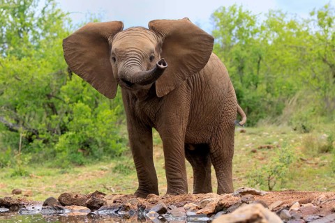 African elephant (Loxodonta africana), young animal, at the water, Kruger National Park, Kruger