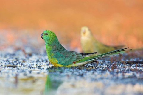 Red-rumped Parrot (Psephotus haematonotus) male at a waterhole, Victoria, Australia