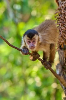 A curious capuchin monkey balances on a branch against a green background, Capuchin monkey (Sapajus