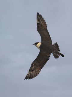 Pomarine Skua (Stercorarius pomarinus) flying, Alaska, USA