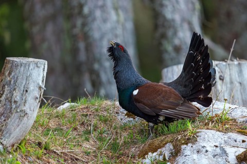 Capercaillie, Western Capercaillie, Tetrao urogallus) in the Wintrer, Capercaillie, Luce, Mountain
