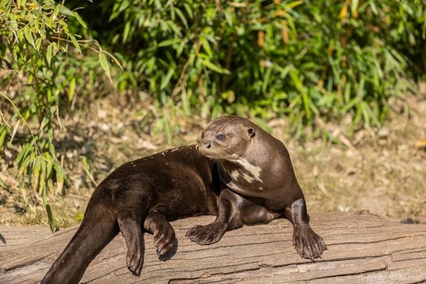 One giant otter or giant river otter (Pteronura brasiliensis) resting on a log lying on the river