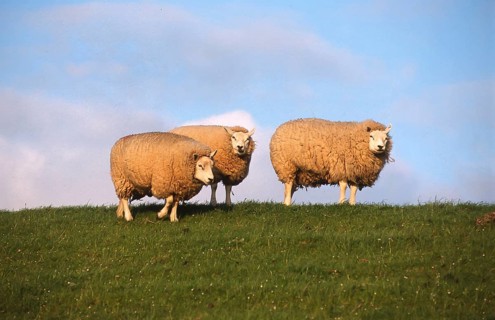 Sheep on the dyke, North Frisia, Schleswig-Holstein, Germany
