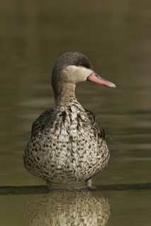 Red-billed Teal (Anas erythrorhyncha), California, USA