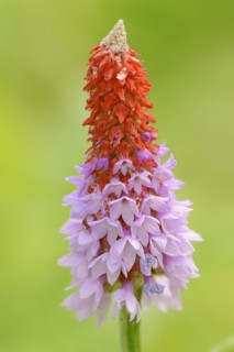 Orchid primrose or orchid primrose (Primula vialii), ornamental plant, occurring in China