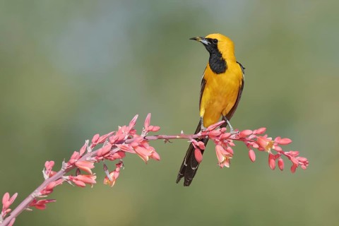 Hooded Oriole (Icterus cucullatus) male perched on a flowering branch, Arizona, USA