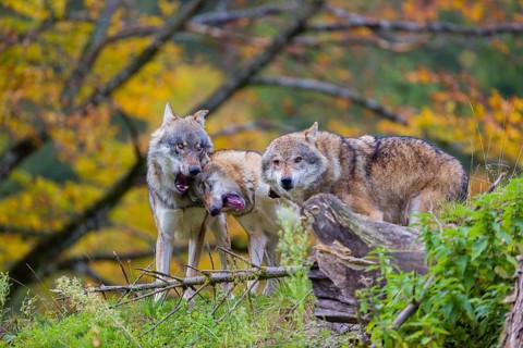 Three eurasian gray wolves (Canis lupus lupus) meet on a hill, show some social behaviour. A forest