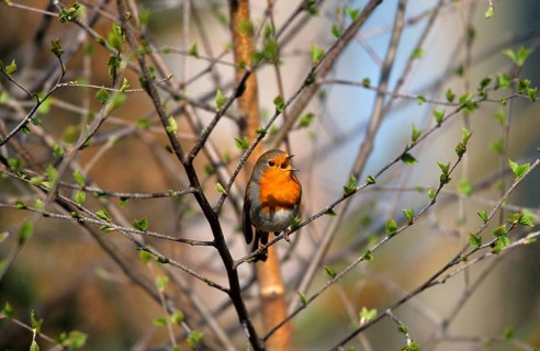 Robin (Erithacus rubecula) singing in a tree, Allgäu, Bavaria, Germany, Allgäu, Bavaria, Germany