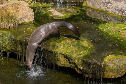 One giant otter or giant river otter (Pteronura brasiliensis) jumping down into the river from a
