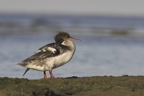 Red-breasted Merganser (Mergus serrator) female, Ontario, Canada