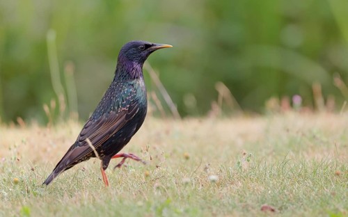 Star, lat.Sturnus vulgaris, auf einer Wiese bei der Nahrungssuche