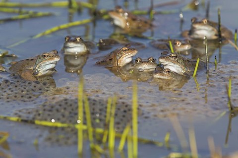 Grass frog, (Rana temporaria), grass frogs, group, pond, spawning, several, Bad Dürkheim district,