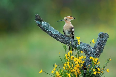 Eurasian Hoopoe (Upupa epops) perched on a branch, Spain