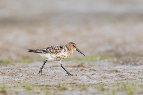 Dunlin (Calidris alpina) foraging, Netherlands