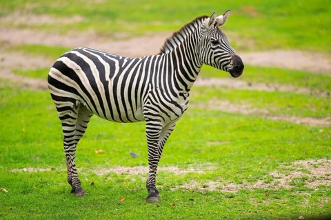 Plains zebra (Equus quagga) standing on a meadow, Germany