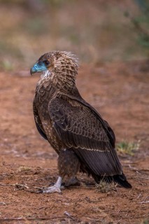 Bateleur (Terathopius ecaudatus), Kenya