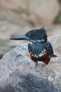 Giant Kingfisher (Megaceryle maxima) female, Masai Mara, Kenya