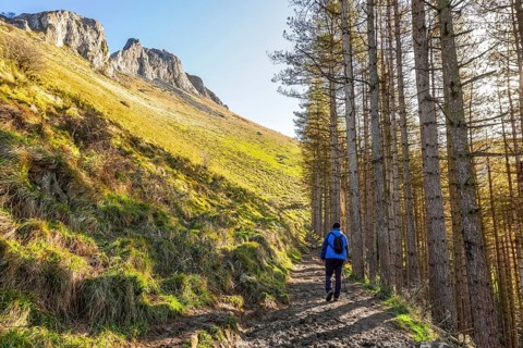 Male hiker walking on a path through a pine forest with mount txindoki in the background, in