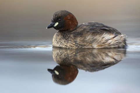 Little Grebe (Tachybaptus ruficollis), Saxony, Germany