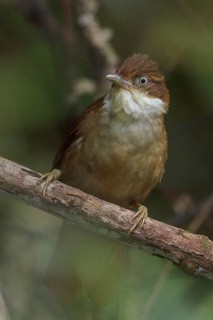 White-eyed Foliage-gleaner (Automolus leucophthalmus) perched on a branch in the Atlantic