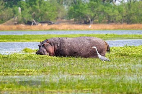 Hippopotamus (Hippopatamus amphibius) hiding in the swamp, Xakanaxa, Okavango Delta, Moremi Game