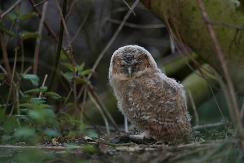 Tawny Owl (Strix aluco) juvenile perched on a branch, North Rhine-Westphalia, Germany