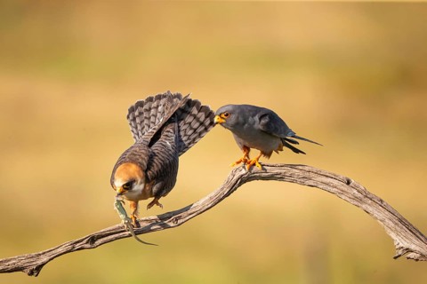 Red-footed falcon (Falco vesperetinus) Male handing over a captured lizard to female, Hungary