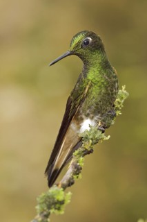 Buff-tailed Coronet (Boissonneaua flavescens), Ecuador