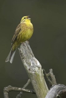 Yellowhammer (Emberiza citrinella) singing, Saxony, Germany