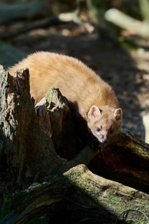 European pine marten (Martes martes) in a forest, Bavaria, Germany