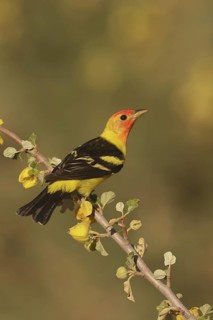 Western Tanager (Piranga ludoviciana) male, California, USA