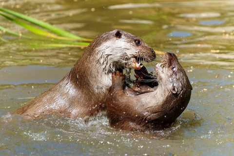 Two lively otters in the water, playing and splashing, showing interaction and dynamics, European