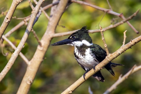 Greenfisher, Mato Gross0, Brazil, (Cloroceryle americana), kingfisher, pantanal, South America
