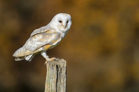 Western Barn Owl (Tyto alba), Lower Saxony, Germany