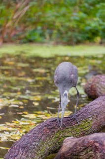 A Grey Heron, Ardea cinerea, stands on a log lying in a pond, hunting for fish. Fresh green