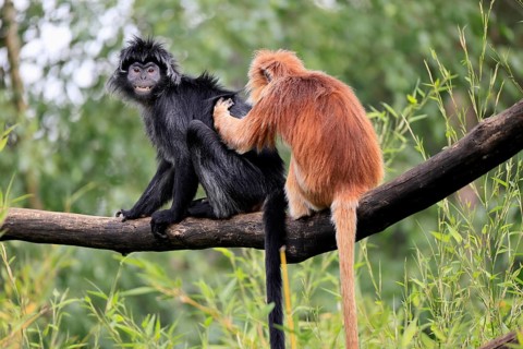 Javan lutung (Trachypithecus auratus), adult, sitting, two Javan lutung, social behaviour,