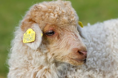 A light-coloured lamb of the zackel sheep, portrait, ear tags, ear marking, animals, mammals