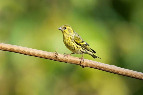 Tibetan Serin (Spinus thibetanus) female, Yunnan, China
