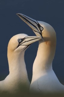 Northern Gannet (Morus bassanus) pair, Schleswig-Holstein, Germany