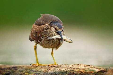 Night heron, grey water bird with fish in the bill, animal in the water, action scene from Hungary,