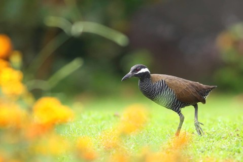 Barred Rail (Gallirallus torquatus), Sulawesi, Indonesia