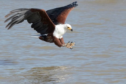 African Fish Eagle (Haliaeetus vocifer) hunting, Lake Baringo, Kenya