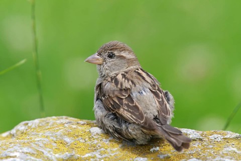 House Sparrow (Passer domesticus) female, Baden-Wuerttemberg, Germany