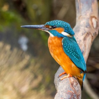 Kingfisher (Alcedo atthis) female, sitting room, Germany, Mecklenburg-Western Pomerania, Feldberger