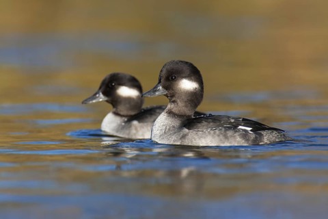 Bufflehead (Bucephala albeola) female, British Columbia, Canada