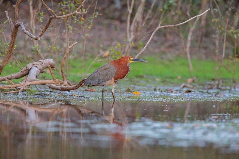 Rufescent tiger heron (Tigrisoma lineatum) Pantanal Brazil
