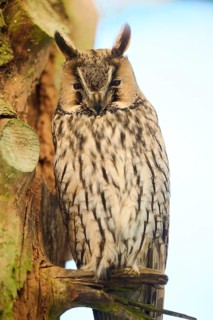 Long-eared owl (Asio otus) sitting on a branch in a forest, Bavaria, Germany
