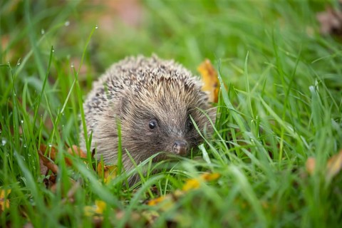 European hedgehog (Erinaceus europaeus) adult animal amongst fallen autumn leaves on a garden lawn,