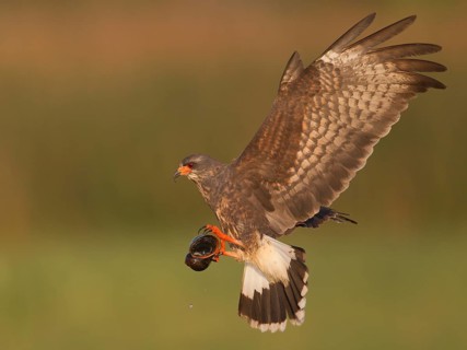 Snail Kite (Rostrhamus sociabilis) male flying with snail in its claws, Florida, USA